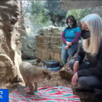 Still image from the KPIX segment on lingering storm damage at CuriOdyssey.