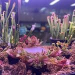 Zombie plant garden