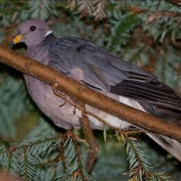 Birds-Band-Tailed-Pigeon