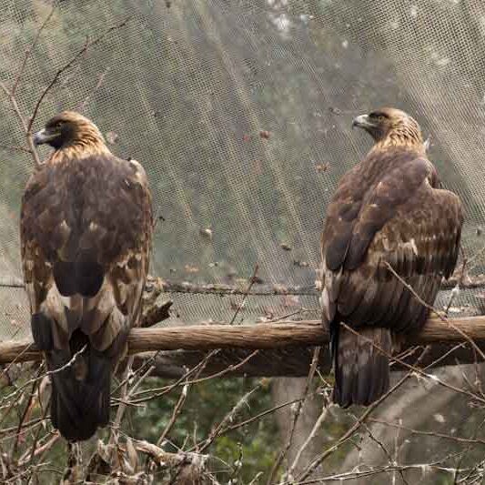 Birds-Golden-Eagle