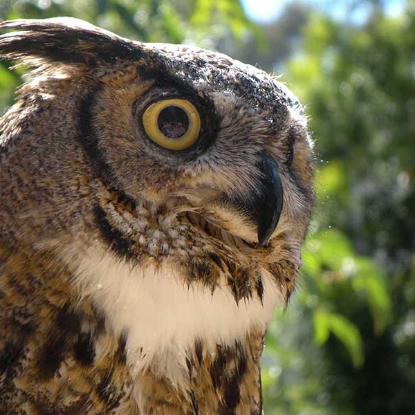 Birds-Great-Horned-Owl
