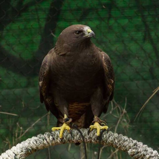 Birds-Swainsons-Hawk Birds-Swainsons-Hawk