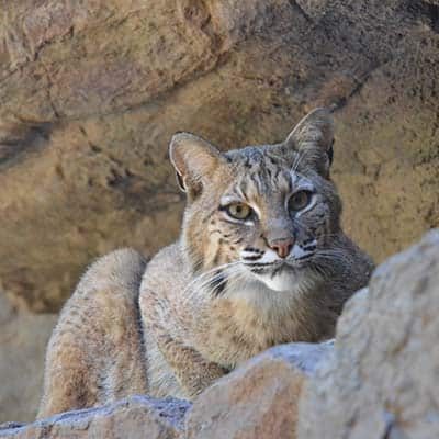 CaroInRocks-400x400 Bobcat lays down on rocks