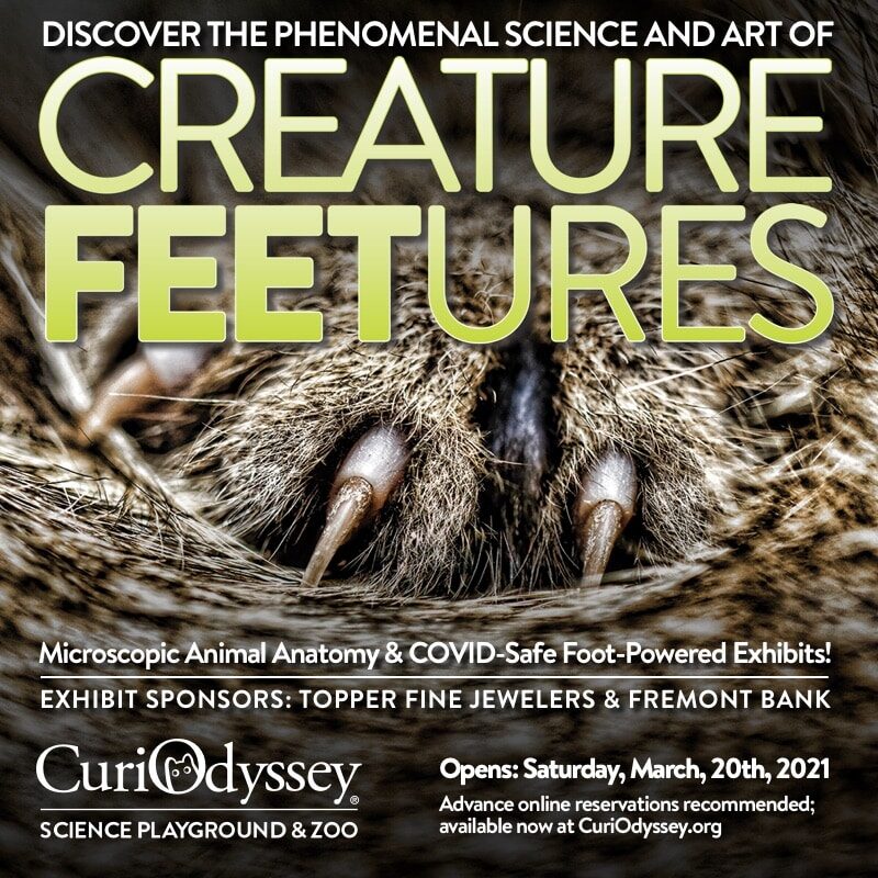 Curio-CreatureFEETure-paw-800x800