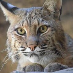 Bobcat face