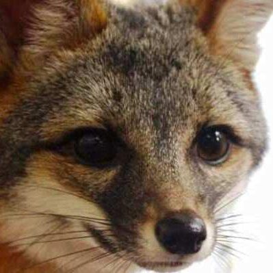Dylan the gray fox