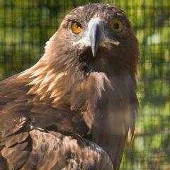 eagle Ishta