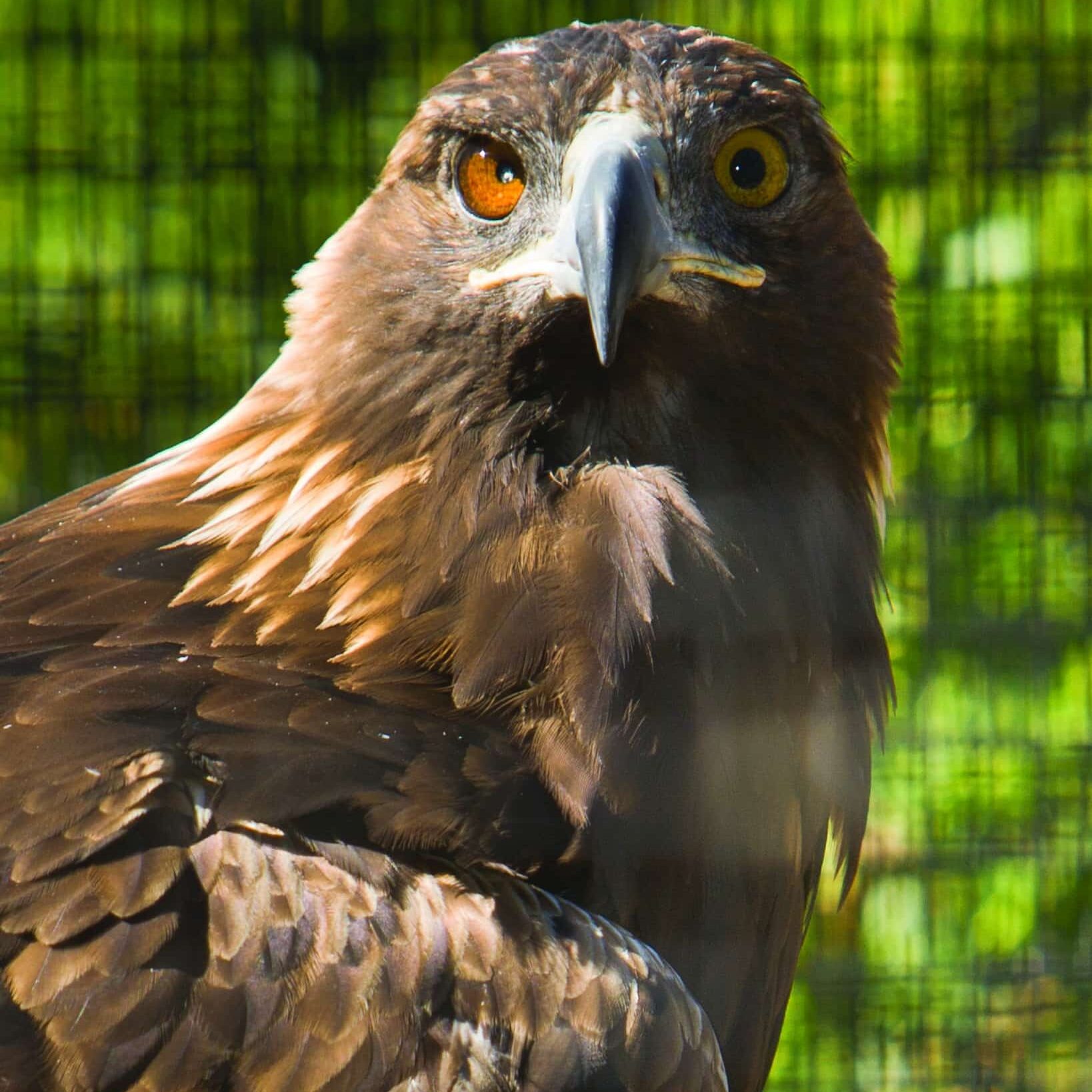 Ishta, one of CuriOdyssey's two golden eagles. Photo of Ishta, one of CuriOdyssey's two golden eagles.