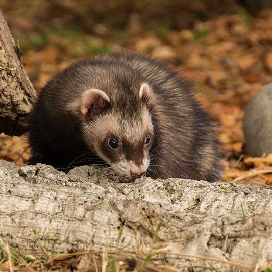 Mammals-Ferret