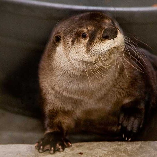 Mammals-Otter Mammals-Otter