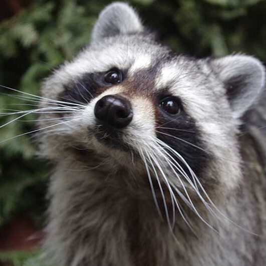 Mammals-Raccoon Raccoon