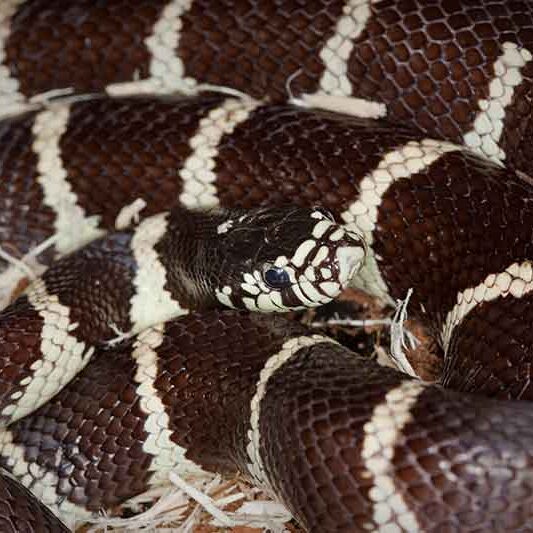 Reptiles-CA-Kingsnake