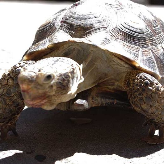 Reptiles-Desert-Tortoise Reptiles-Desert-Tortoise
