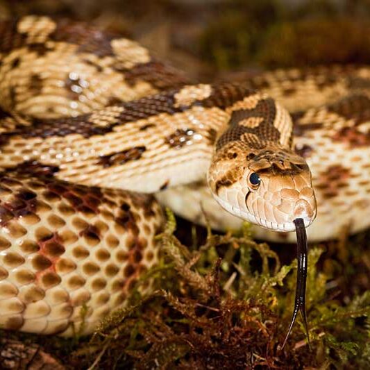Reptiles-Gopher-Snake Reptiles-Gopher-Snake