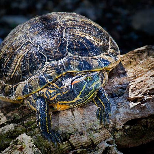 Reptiles-Red-eared_Slider Reptiles-Red-eared_Slider