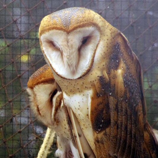 animal-barn-owl (1) animal-barn-owl (1)