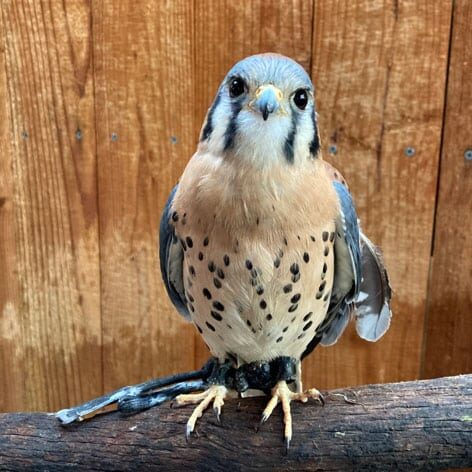 American Kestrel Bird perched on tree branch