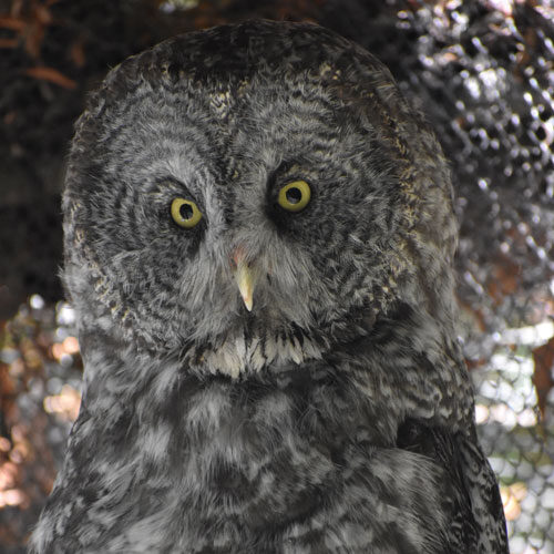 Great grey owl at CuriOdyssey Great grey owl at CuriOdyssey
