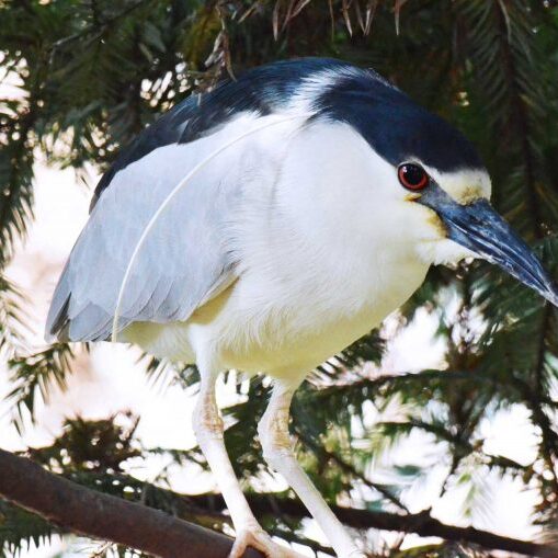 animal black crowned night heron Heron perches on tree branch