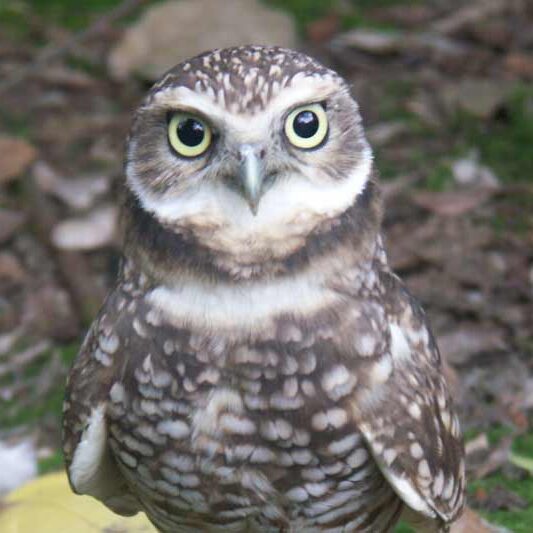 Burrowing Owl