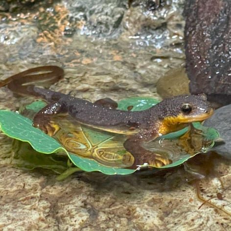 California Newt at CuriOdyssey Newt stands on leaf, floating in water