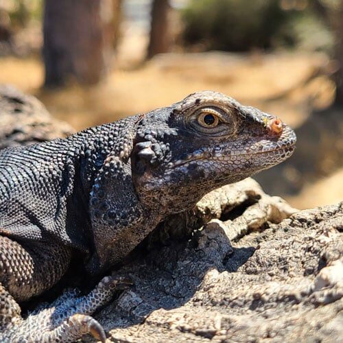 animal-chuckwalla animal-chuckwalla