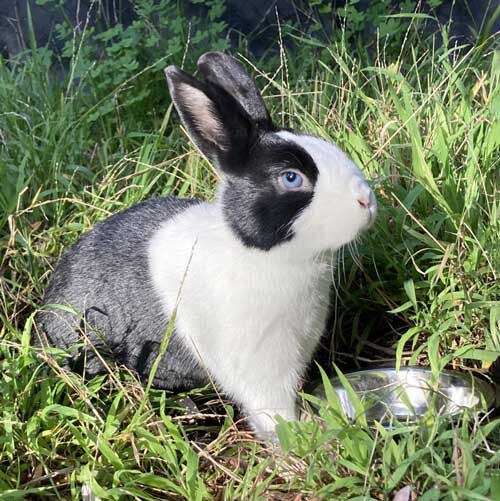 Dutch Rabbit at CuriOdyssey Rabbit sits in grass with water bowl