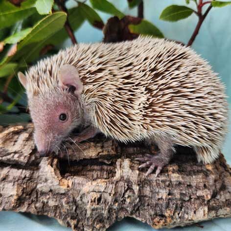 animal-mammal-lesser-hedgehog-tenrec Tenrec rests on a small log.