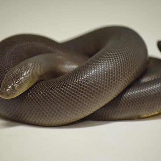 animal-rubber-boa animal-rubber-boa
