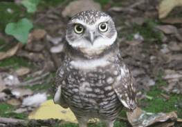 burrowing owl