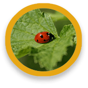 circle-invertebrate1 Ladybird on a leaf