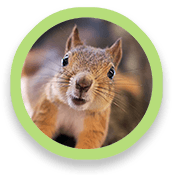 circle-observation1 Squirrel's face