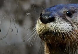 river otter Gunner at CuriOdyssey