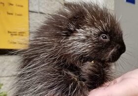 porcupine